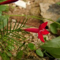 Ipomoea quamoclit L.